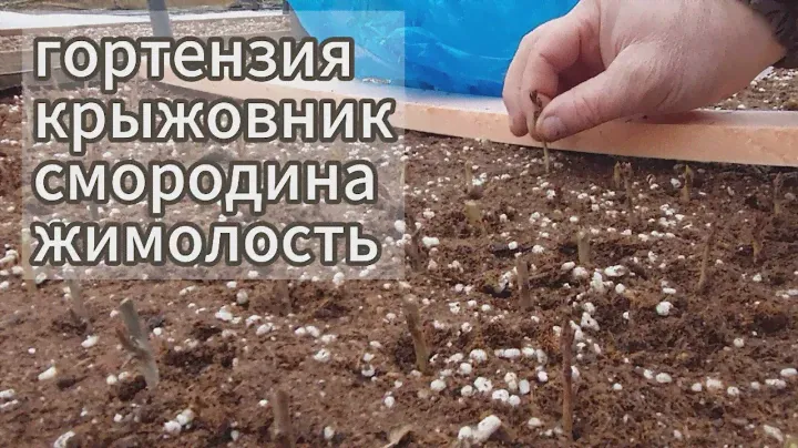 Ставим  в зиму деревянный черенок на укоренение
